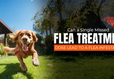 Can a Single Missed Flea Treatment Dose Lead to a Flea Infestation? can-a-single-missed-flea-treatment-dose-lead-to-a-flea-infestation