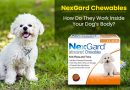 nexgard-chewables-how-do-they-work-inside-your-dogs-body