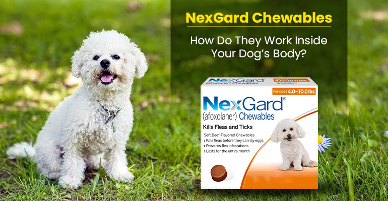 nexgard-chewables-how-do-they-work-inside-your-dogs-body