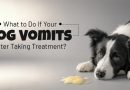 what-to-do-if-your-dog-vomits-after-taking-treatment