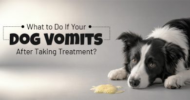 what-to-do-if-your-dog-vomits-after-taking-treatment