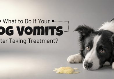 what-to-do-if-your-dog-vomits-after-taking-treatment
