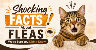 shocking-facts-about-fleas-were-sure-you-didnt-know