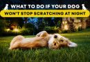 what-to-do-if-your-dog-wont-stop-scratching-at-night