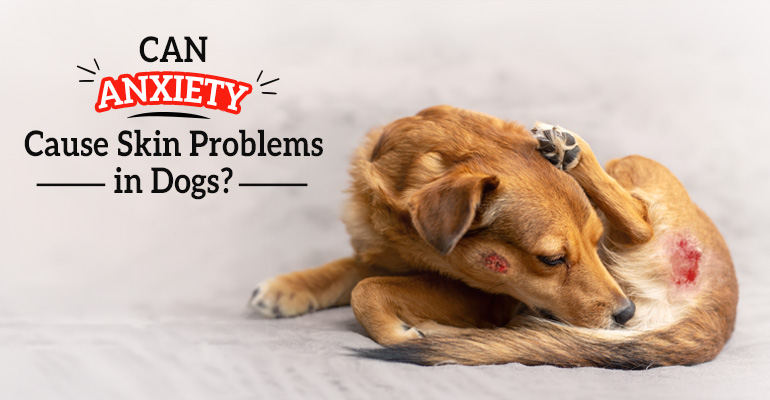 can-anxiety-cause-skin-problems-in-dogs