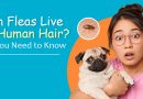 Can Fleas Live in Human Hair? All You Need to Know can-fleas-live-in-human-hair-all-you-need-to-know