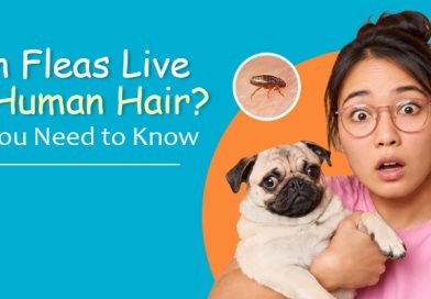can-fleas-live-in-human-hair-all-you-need-to-know