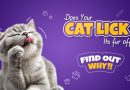 Does Your Cat Lick Its Fur Off? Find Out Why! does-your-cat-lick-its-fur-off-find-out-why