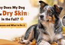 Why Does My Dog Have Dry Skin in the Fall? Causes and What to Do why-does-my-dog-have-dry-skin-in-the-fall-causes-and-what-to-do