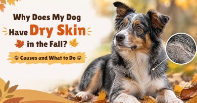 why-does-my-dog-have-dry-skin-in-the-fall-causes-and-what-to-do