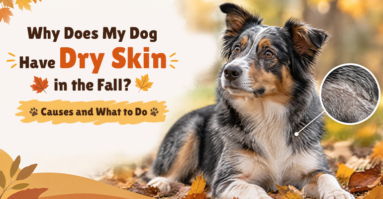 why-does-my-dog-have-dry-skin-in-the-fall-causes-and-what-to-do