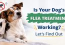 Is Your Dog’s Flea Treatment Working? Let’s Find Out is-your-dogs-flea-treatment-working-lets-find-out
