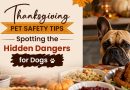 Thanksgiving Pet Safety Tips: Spotting the Hidden Dangers for Dogs thanksgiving-pet-safety-tips-spotting-the-hidden-dangers-for-dogs