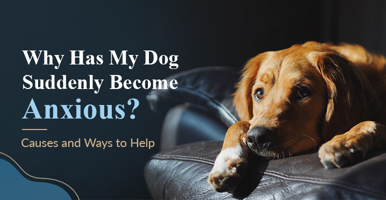 why-has-my-dog-suddenly-become-anxious-causes-and-ways-to-help